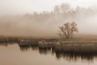 216 - BRUME MATINALE - NINANNE SERGE - belgium